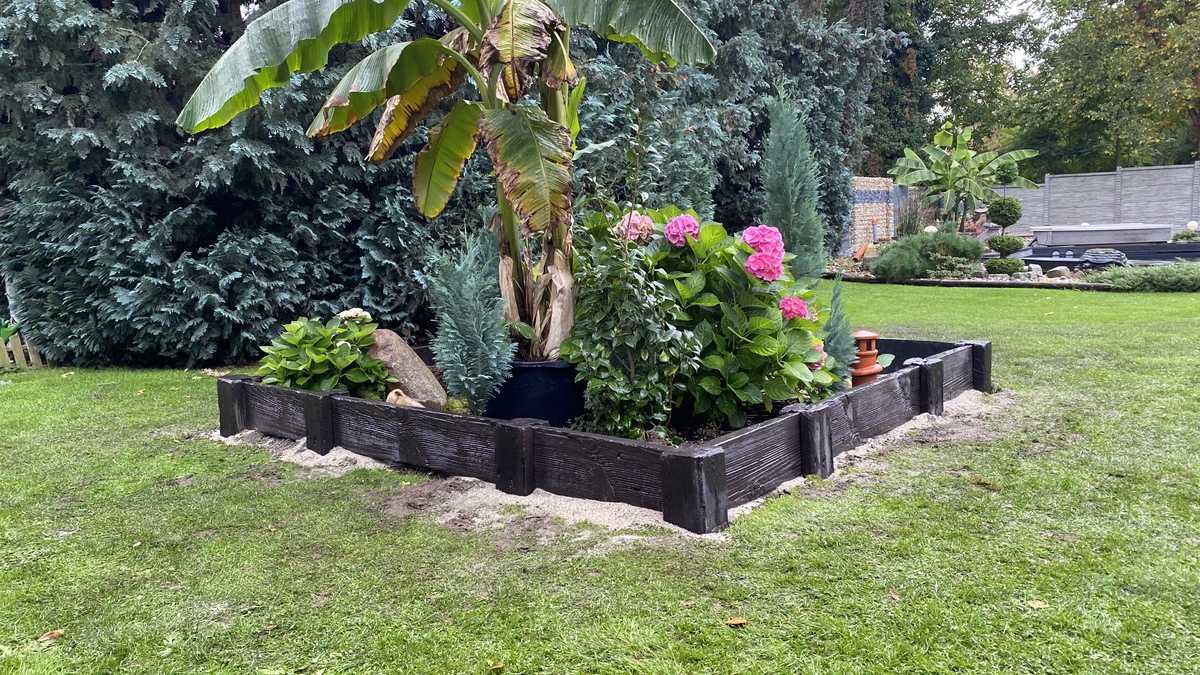 Ein schwarzes Hochbeet mit Bananenpalme, rosa Hortensien und Zierpflanzen, umgeben von gepflegtem Rasen